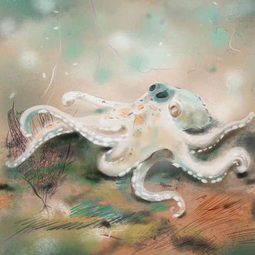 nft-saint-thomas-water-island-octopus